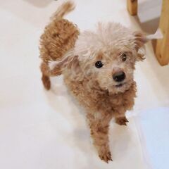 ちょこちょこ元気なミキちゃんの家族募集