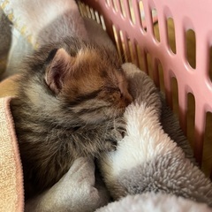 子猫　約１週間くらい