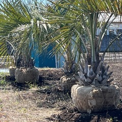 ココスヤシ🌴シンボルツリー🌴