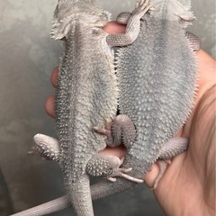 フトアゴヒゲトカゲ ハイポゼロ ペア