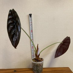 アロカシア　クプレア　観葉植物