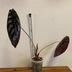 ランキングキーワードに紐づく投稿画像-観葉植物