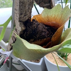貯水葉が美しく開いたコルク板付け 観葉植物　ビカクシダ　ビフルカツム　胞子葉と貯水葉ともに盛んの画像