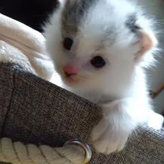とても元気な子猫（白が多い黒ぶち）