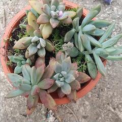 小さなサボテン🌵