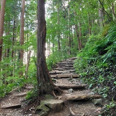 五福あたりでツタツルたくさんある方🌿