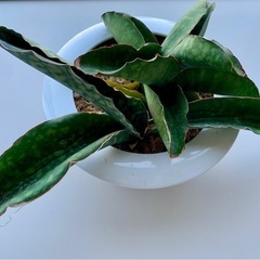 希少　ビザールプランツ　観葉植物　サンスベリア(サンセベリア)　...