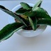ランキングキーワードに紐づく投稿画像-観葉植物