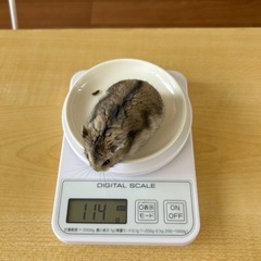 ジャンガリアンハムスター