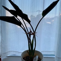 訳あり　観葉植物　少々元気無し　ストレリチア　レギネ　極楽鳥花の...