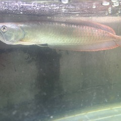 魚2匹セットGW SALE早物勝ち