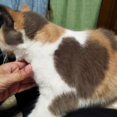 ブリティッシュショートヘア(パステル三毛) − 三重県