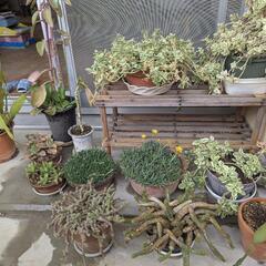 観葉植物／サボテン、多肉植物