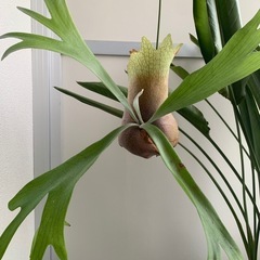 貯水葉が綺麗に開いた苔玉 観葉植物　ビカクシダ　ビフルカツム　胞...