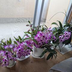 観葉植物／蘭、ラン