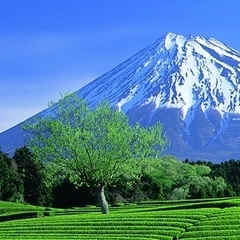 日々にプラスαが出来たら☘️
