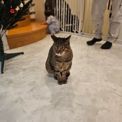 元保護猫キジトラの トラくん♂
