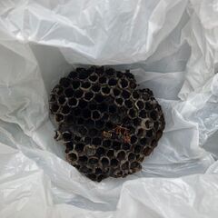 見えない場所に潜む蜂の巣駆除の専門会社【害虫駆除の生活レス…