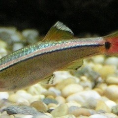【決まりました】アカヒレ　熱帯魚　譲ります