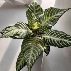 ダニア