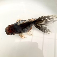 浜錦 キャリコ