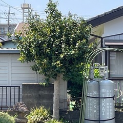 庭木各種