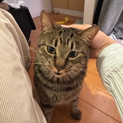 元保護猫キジトラの まろちゃん