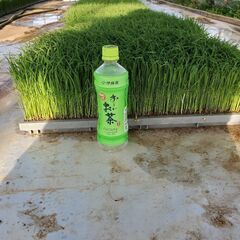 稲の苗差し上げます。