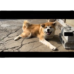 秋田犬 牡 - 白河市