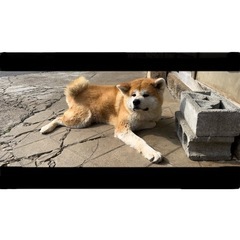 秋田犬 牡
