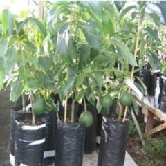 初心者OK！】冬もOk　メキシコ　Dwarf Avocado 小...