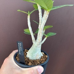 アデニウム　タイソコトラナム　塊根植物　観葉植物　ビザールプラン...