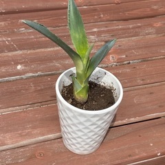 《値下げ》アガベアオノリュウゼツラン②の画像