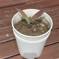 《値下げ》アガベアオノリュウゼツラン②の画像