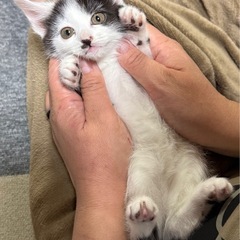 牛柄可愛いベビたんです  決まりました