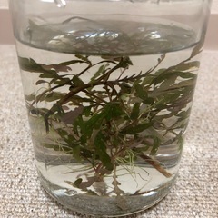 水中葉ハイグロフィラピンナティフィダ