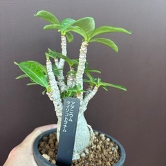 アデニウム　タイソコトラナム　塊根植物　観葉植物　ビザールプラン...