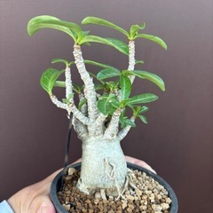 アデニウム　タイソコトラナム　塊根植物　観葉植物　ビザールプランツ　レアプランツ　ガーデニング　土　植物　の画像