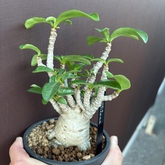 アデニウム　タイソコトラナム　塊根植物　観葉植物　ビザールプランツ　レアプランツ　ガーデニング　土　植物　の画像