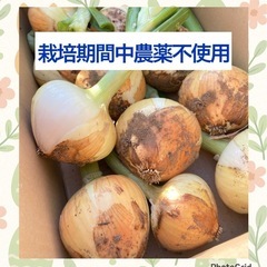 新玉ねぎ 栽培期間中農薬不使用 3kg 千葉県産 野菜 