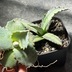 ランキングキーワードに紐づく投稿画像-多肉植物