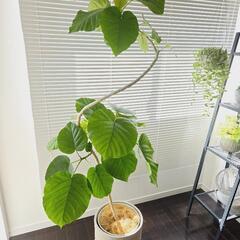 ◼️KONTON KASSEL　ユーポット8号◼️植木鉢　鉢カバー