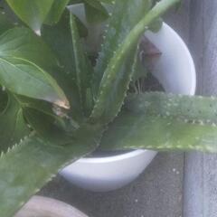 植木
