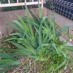 植物‼️  あやめ‼️ まもなく終了かもの画像