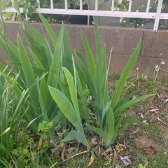 植物‼️  あやめ‼️ まもなく終了かも