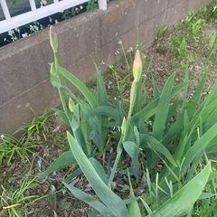植物‼️  あやめ‼️ まもなく終了かもの画像