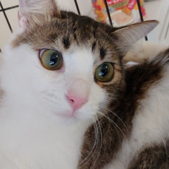 かわいい長毛の白キジくん