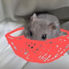 オンライン麻雀から、実際に牌を握って一緒に打ってみませんか？ − 茨城県