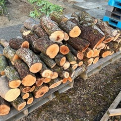 梨の木の原木　【新潟市西蒲区】