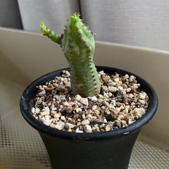 観葉植物　オベサブロウ　①の画像